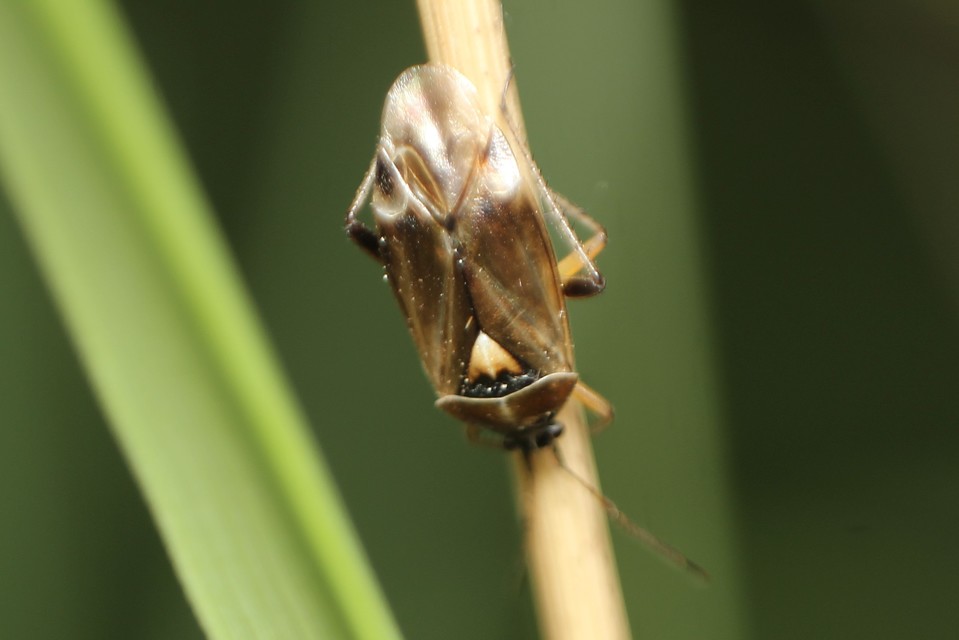 Harpocera