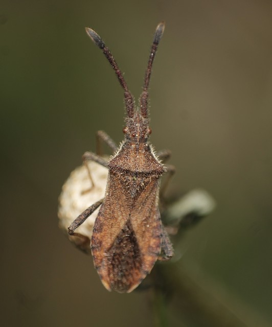 Coriomeris