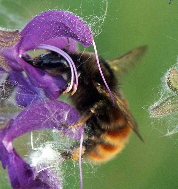 Bombus rupestris