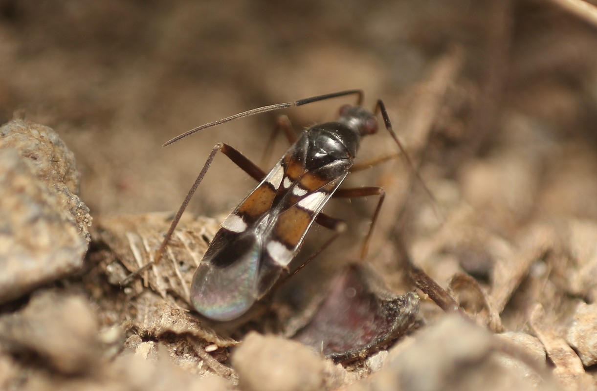 Systellonotus triguttatus - ezüstcsíkos mezeipoloska