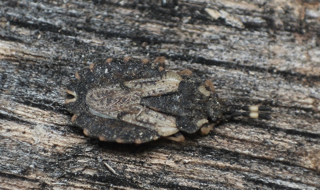 Aradus versicolor - tarka kéregpoloska