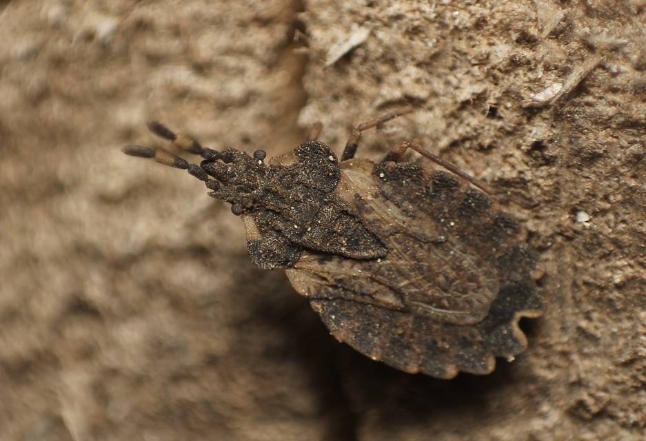Aradus versicolor - tarka kéregpoloska