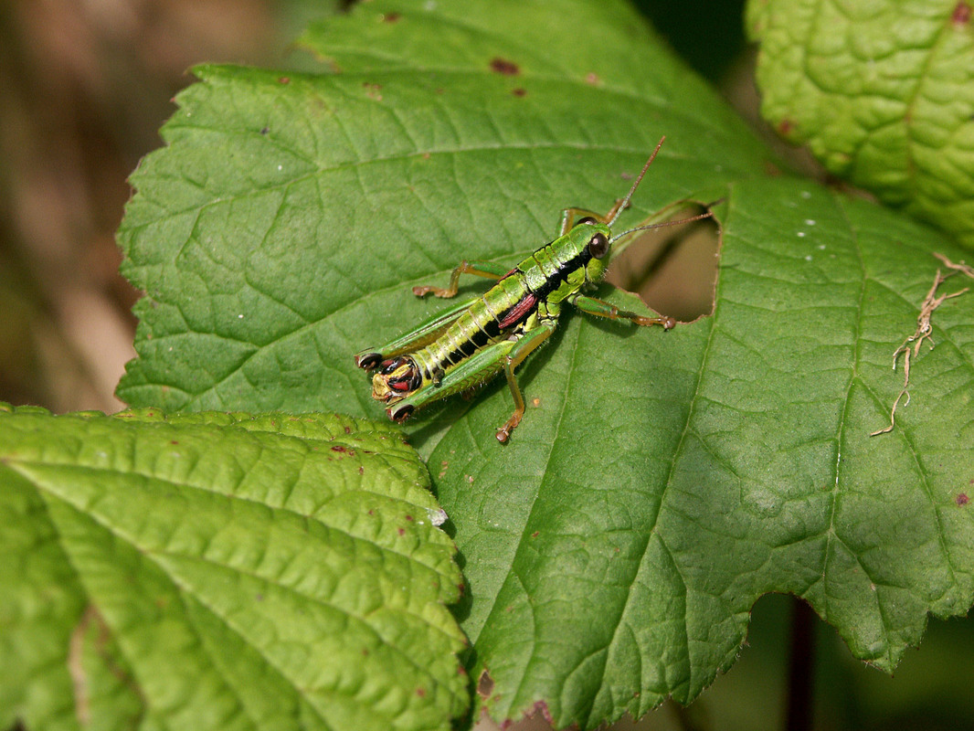 Odontopodisma rubripes - erdélyi hegyisáska