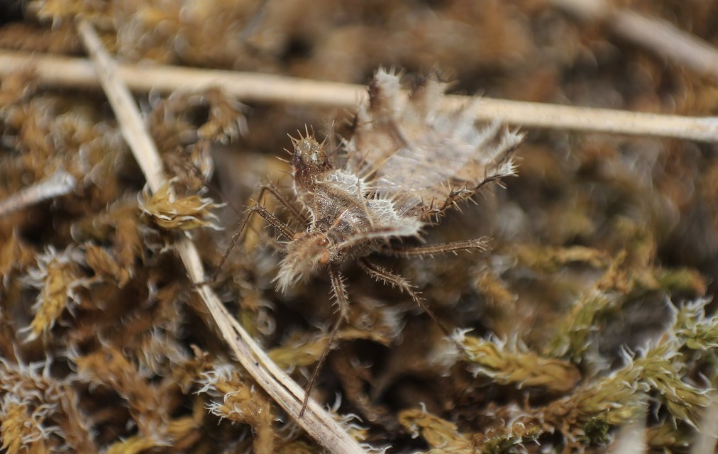 Phyllomorpha laciniata - lándzsás karimáspoloska