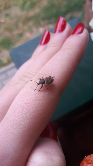 Otiorhynchus raucus - molyhos gyalogormányos