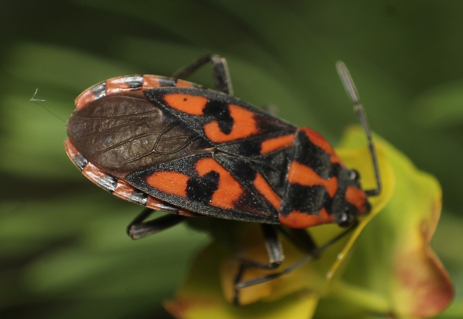 Spilostethus saxatilis - virágbodobács