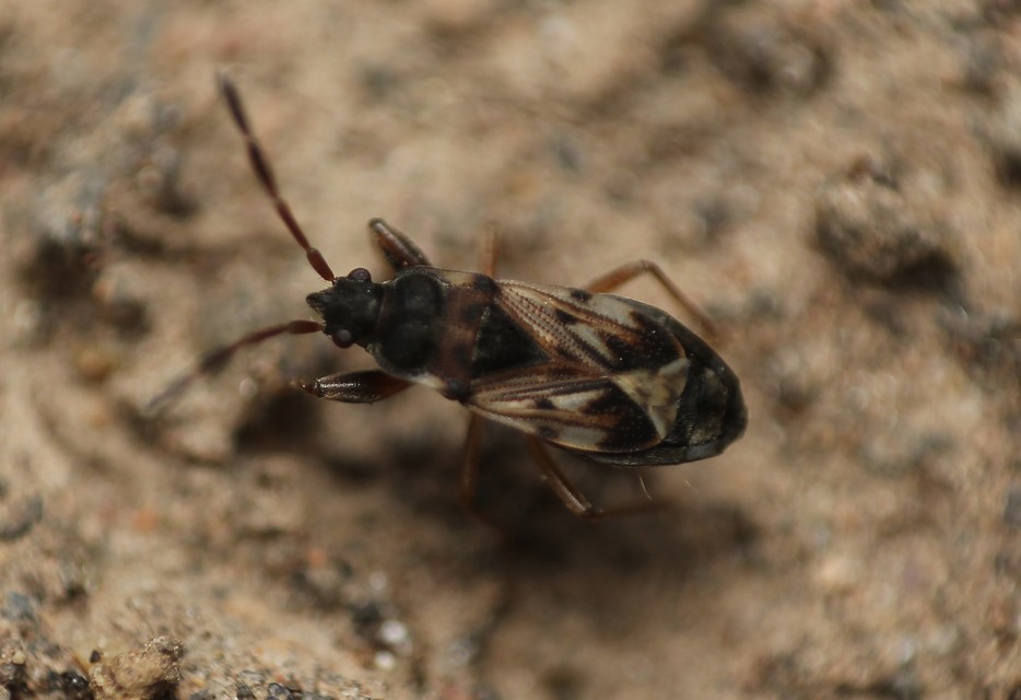 Scolopostethus