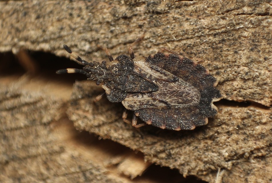 Aradus versicolor - tarka kéregpoloska