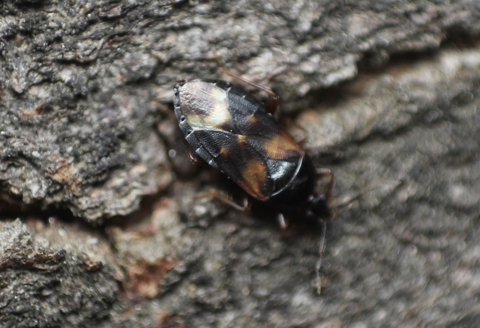 Anthocoridae - virágpoloskák Anthocoridae - virágpoloskák