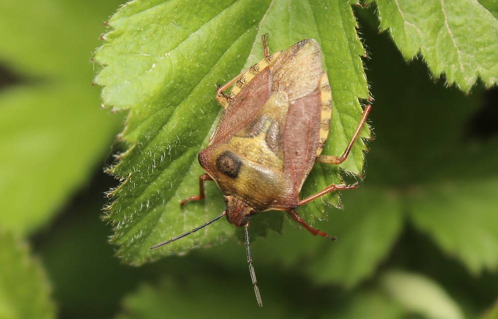 Carpocoris