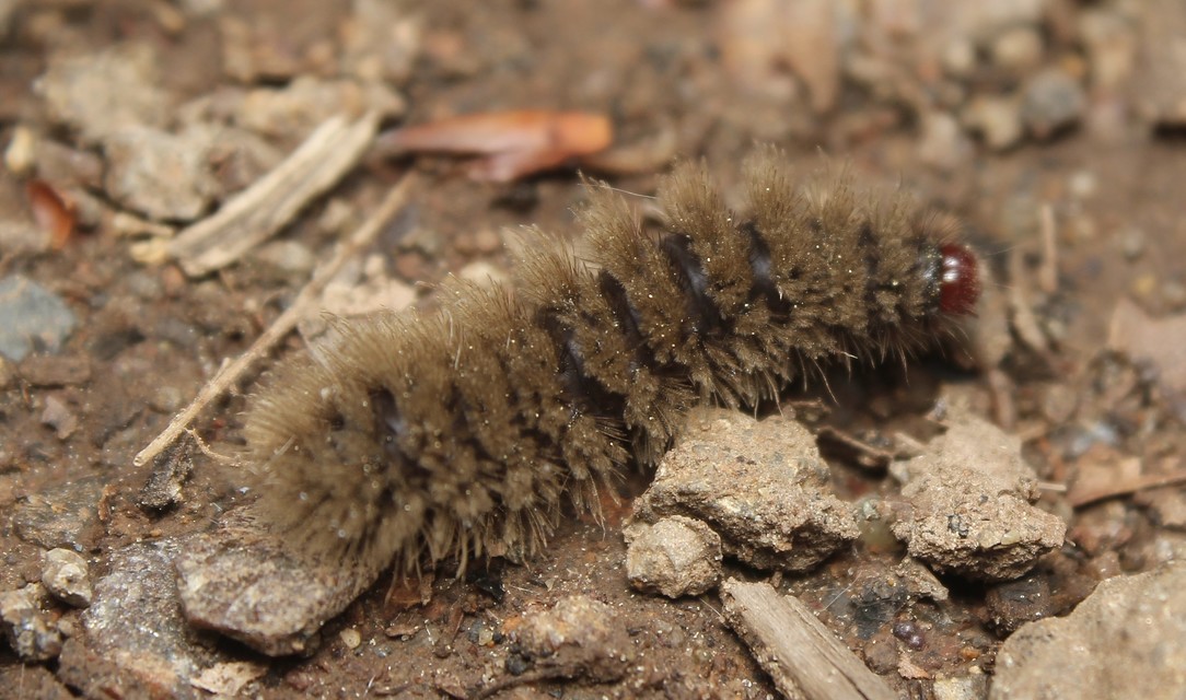 Amata phegea - fehérpettyes álcsüngőlepke
