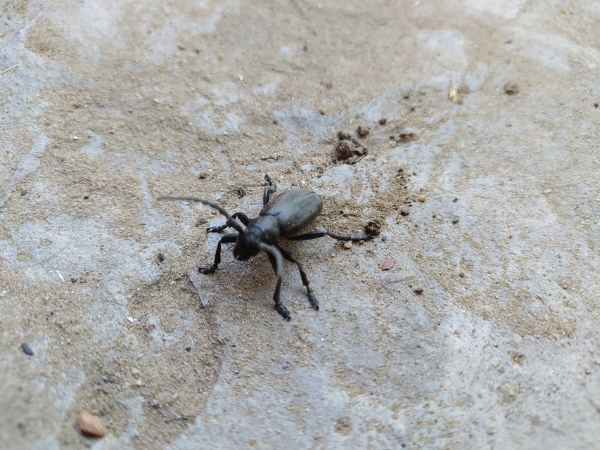 Dorcadion aethiops - fekete gyalogcincér