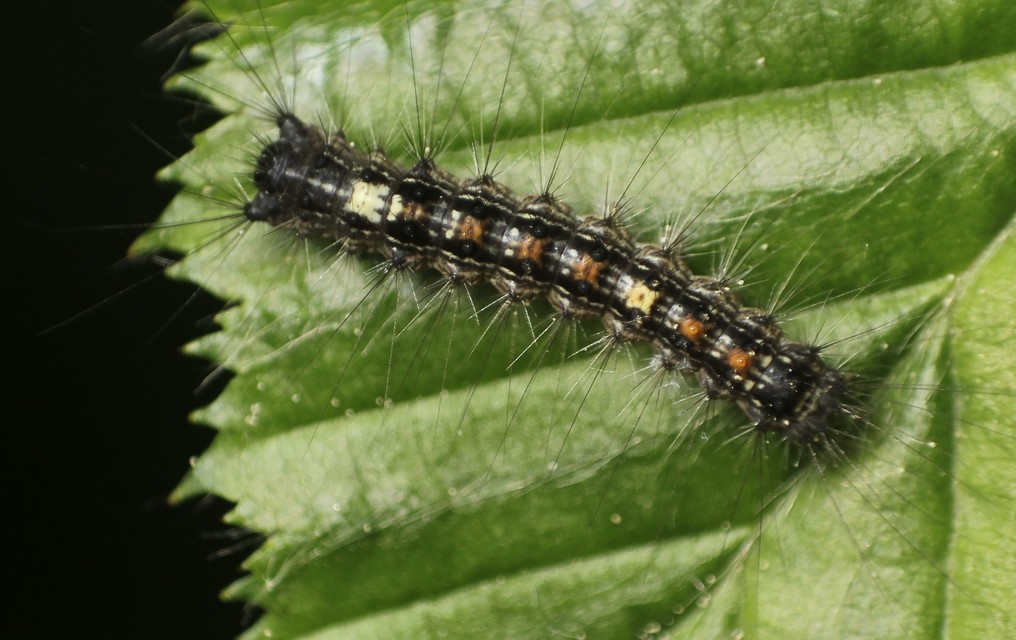 Lymantria dispar - gyapjaslepke