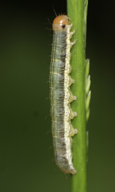 Loscopia scolopacina - csinos dudvabagoly