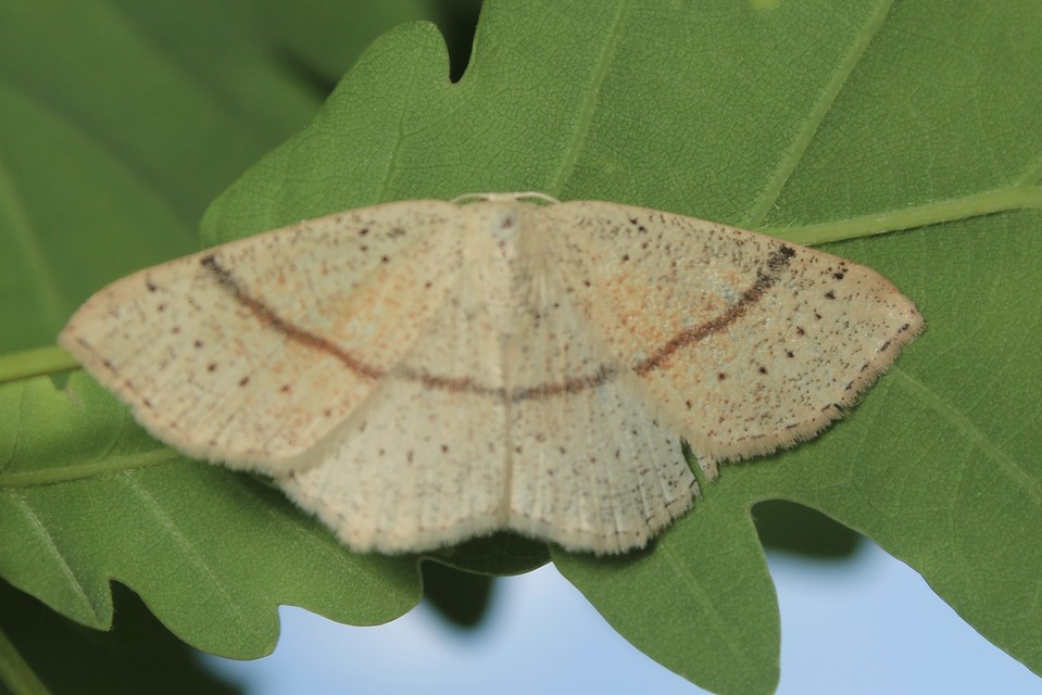Cyclophora punctaria - sávos pettyesaraszoló
