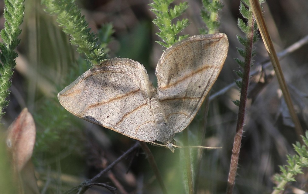 Scotopteryx mucronata/luridata/ignorata
