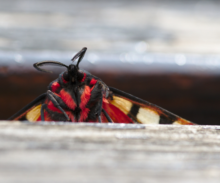 Arctia villica - fekete medvelepke