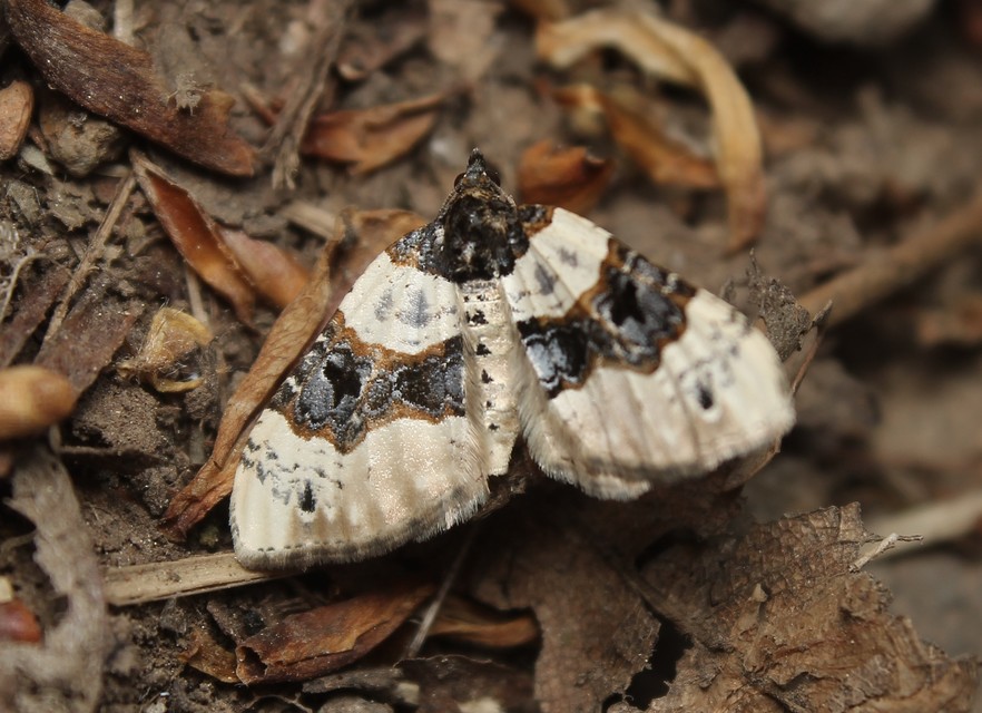 Cosmorhoe ocellata - szemes galajaraszoló