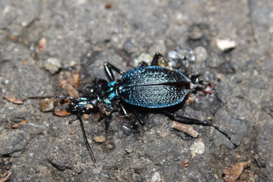 Carabus intricatus - kék laposfutrinka