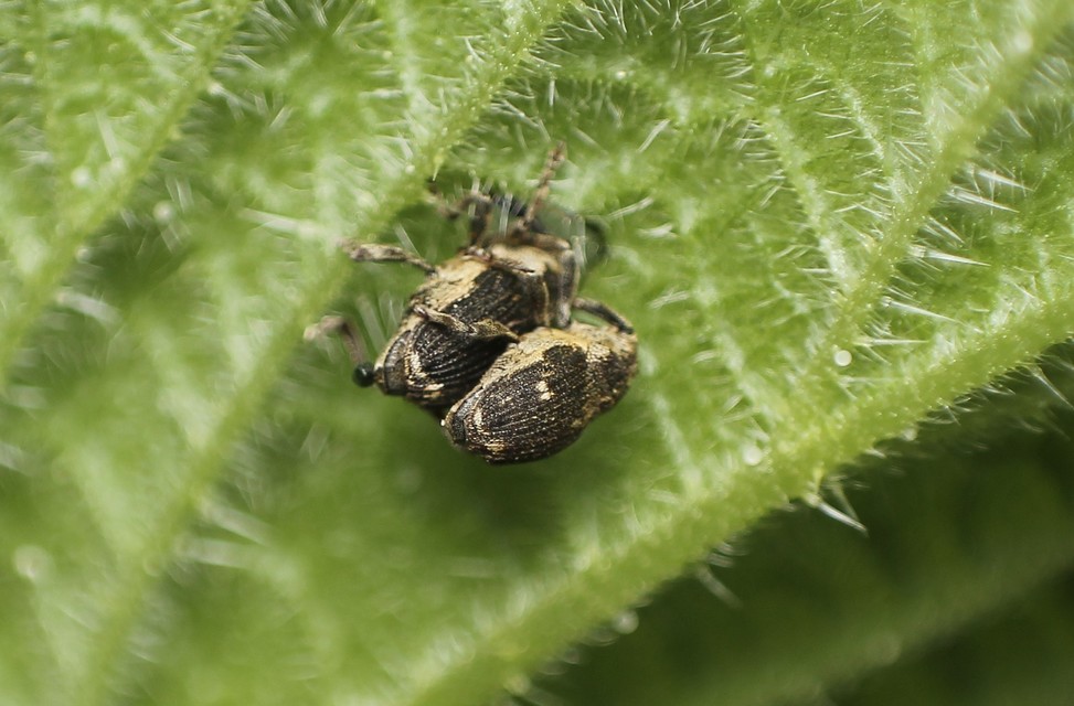Nedyus quadrimaculatus - közönséges csalánormányos