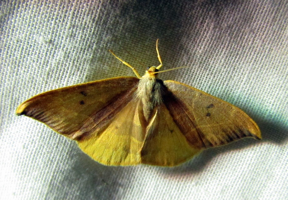Watsonalla binaria - tölgyfa-sarlósszövő