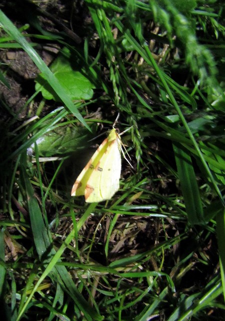 Opisthograptis luteolata - citromsárga araszoló