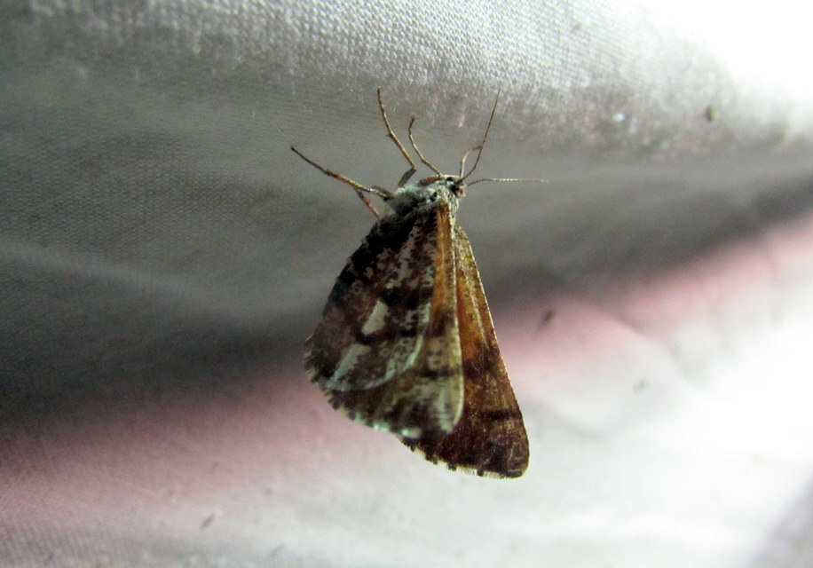Bupalus piniaria - fenyőaraszoló