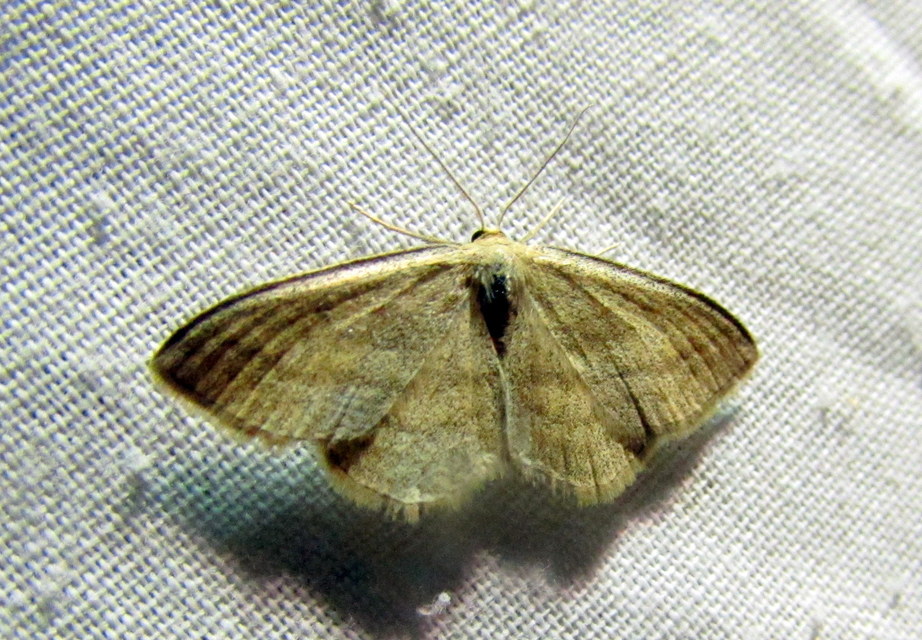 Scopula virgulata - vesszős sávosaraszoló