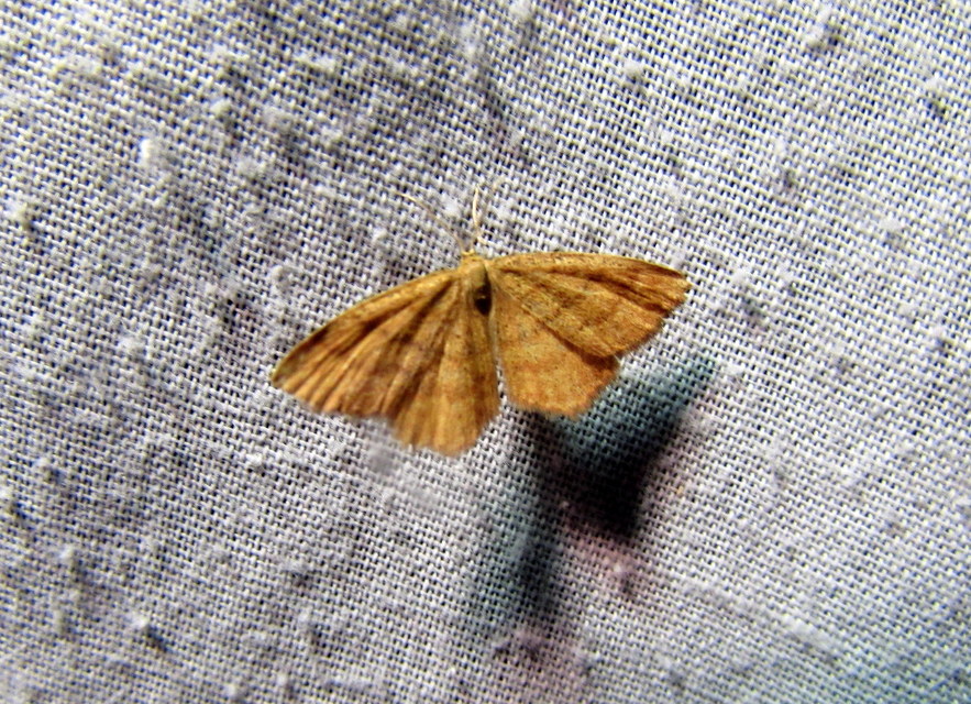 Idaea serpentata - kis sávosaraszoló