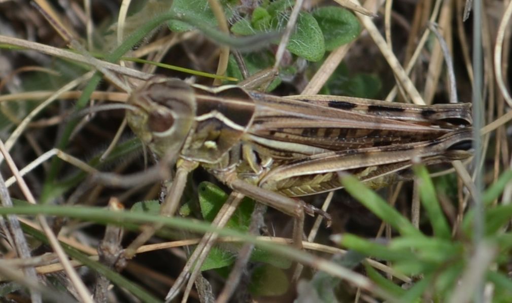 Arcyptera microptera - sztyepplejtősáska