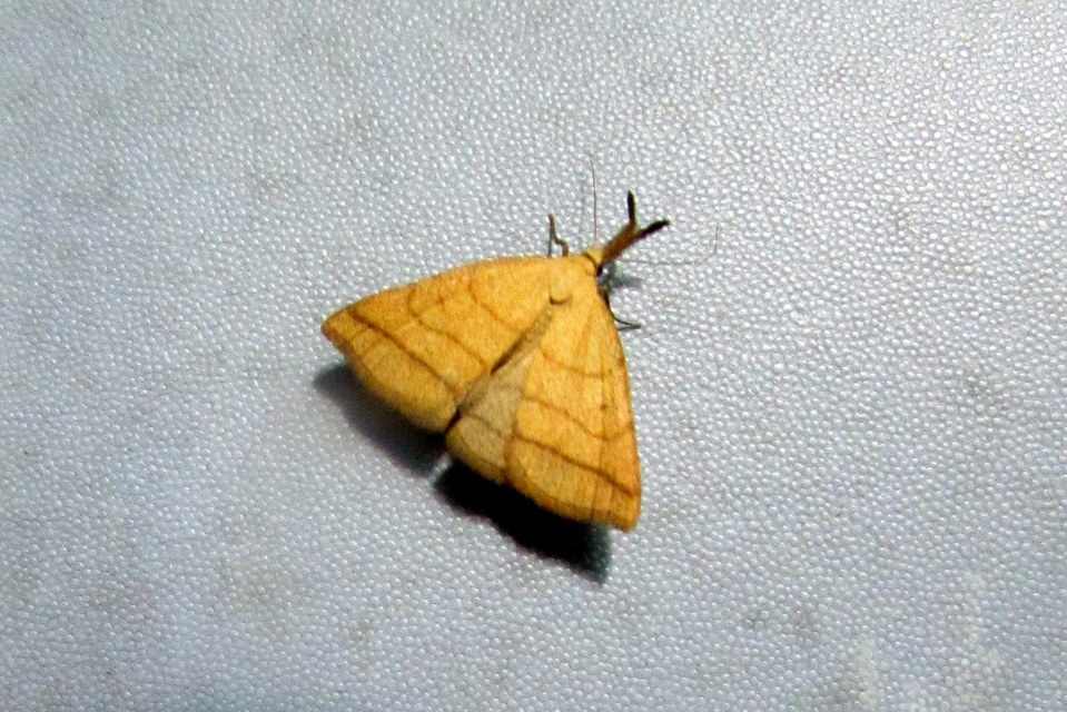 Polypogon tentacularia - sötétaljú karcsúbagoly