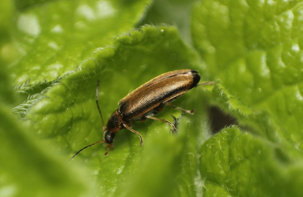 Osphya bipunctata - kétalakú komorka