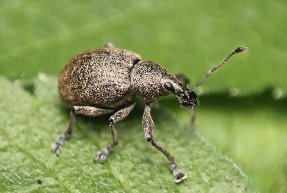 Liophloeus