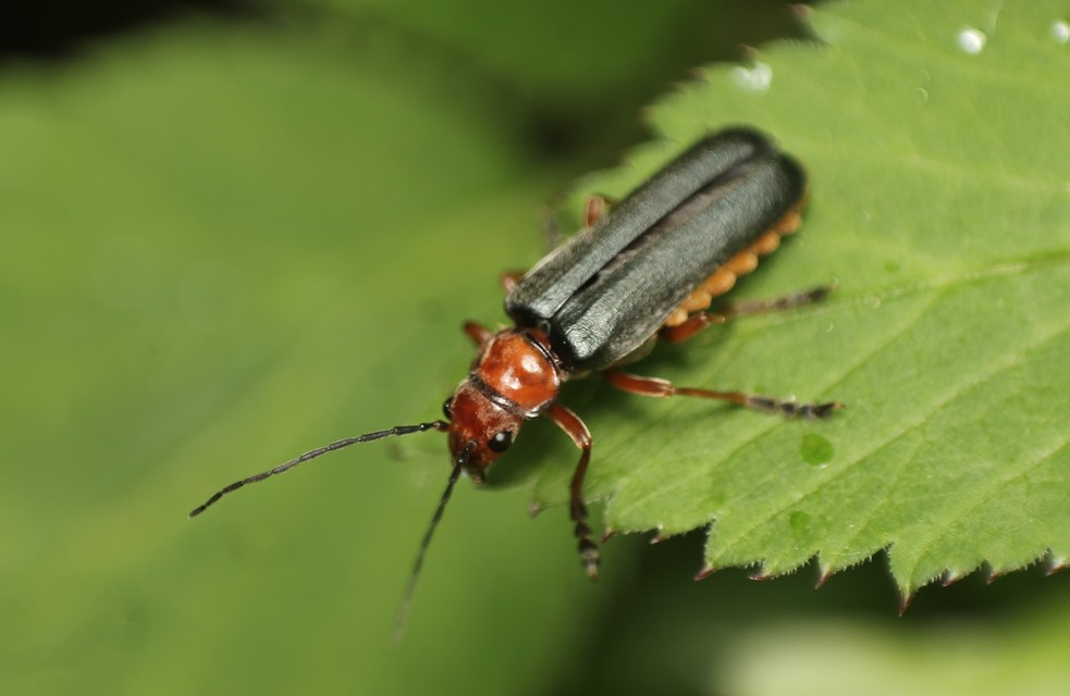 Ancistronycha violacea - kék lágybogár
