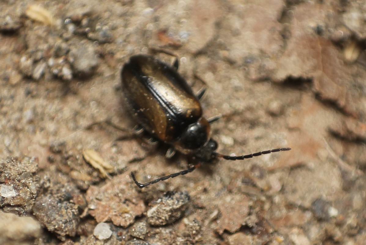 Elodes marginata