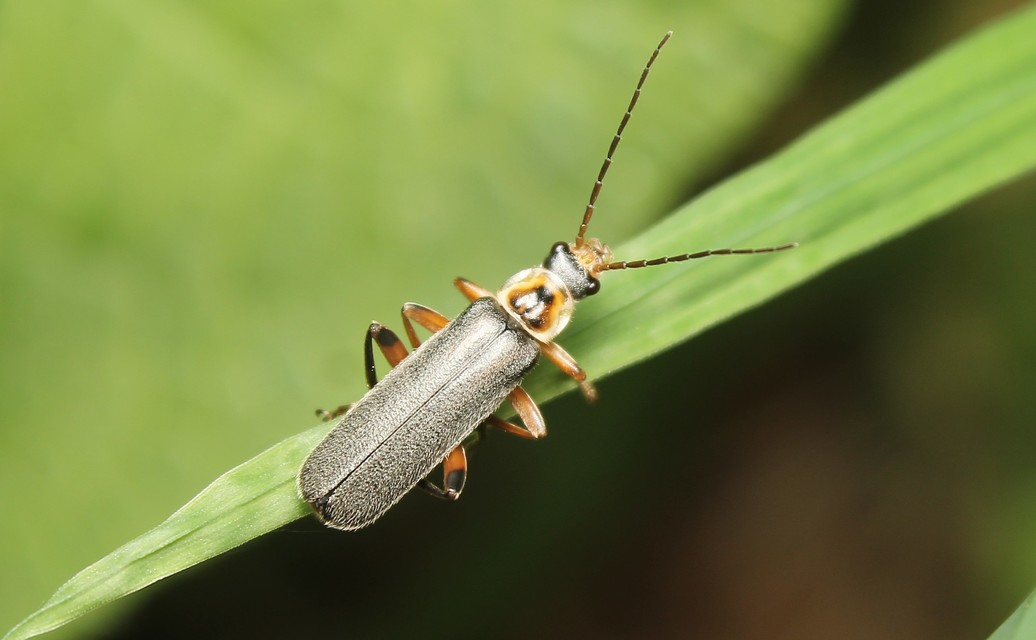 Cantharis nigricans - feketéllő lágybogár