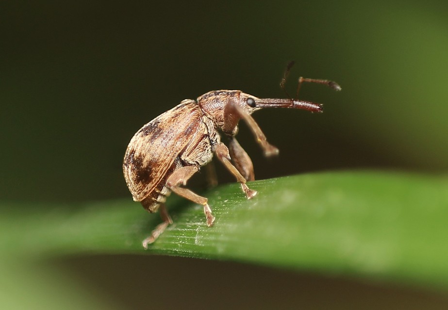 Anthonomus rectirostris - meggymaglikasztó Anthonomus rectirostris - meggymaglikasztó