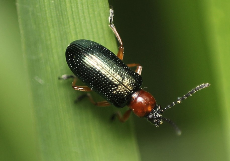 Oulema melanopus/duftschmidi