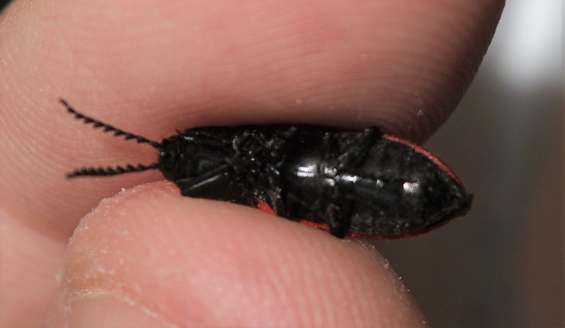 Anostirus purpureus - tűzvörös pattanó