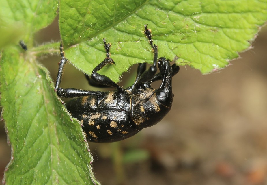 Liparus glabrirostris - közönséges acsalapuormányos
