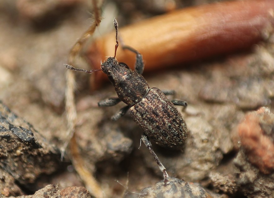 Sitona