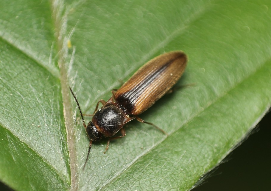 Dalopius marginatus - szegélyes pattanó