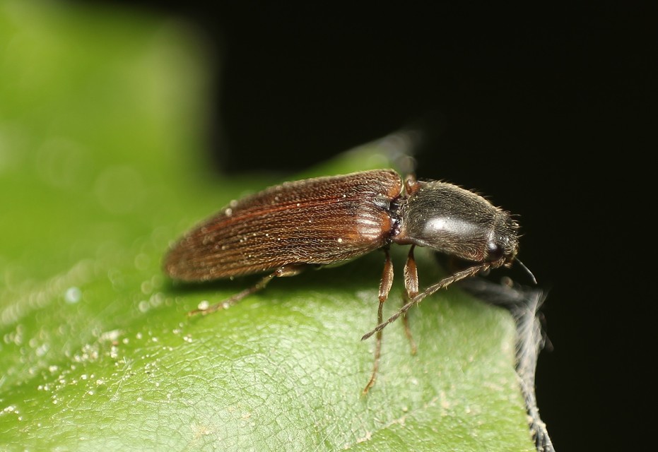 Athous haemorrhoidalis - szurkos pattanó Athous haemorrhoidalis - szurkos pattanó