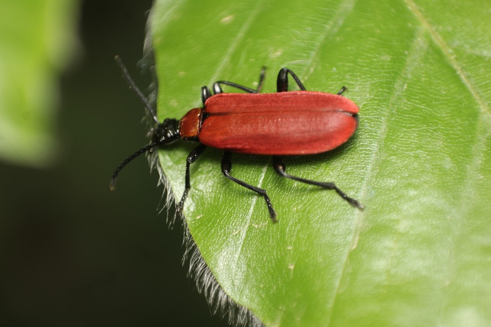 Pyrochroa coccinea - nagy bíborbogár