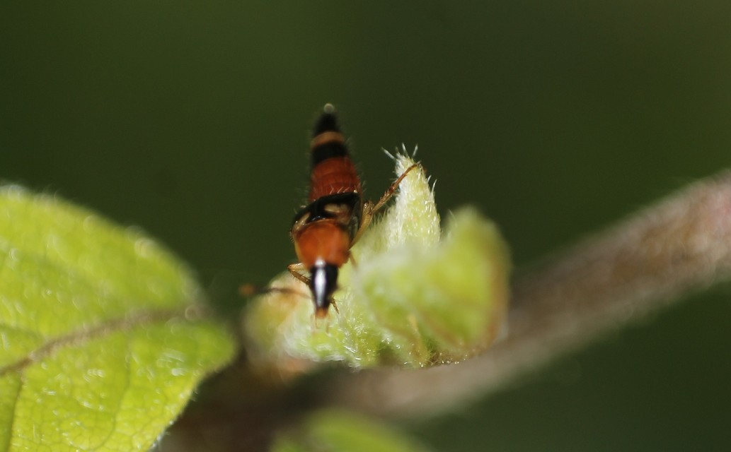 Lordithon lunulatus - tarka gombászholyva