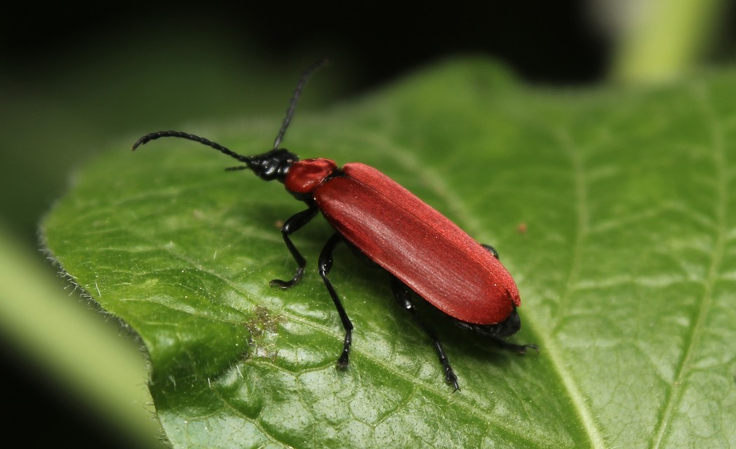 Pyrochroa coccinea - nagy bíborbogár