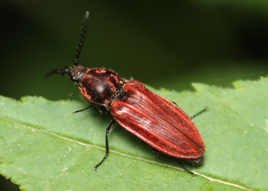 Anostirus purpureus - tűzvörös pattanó