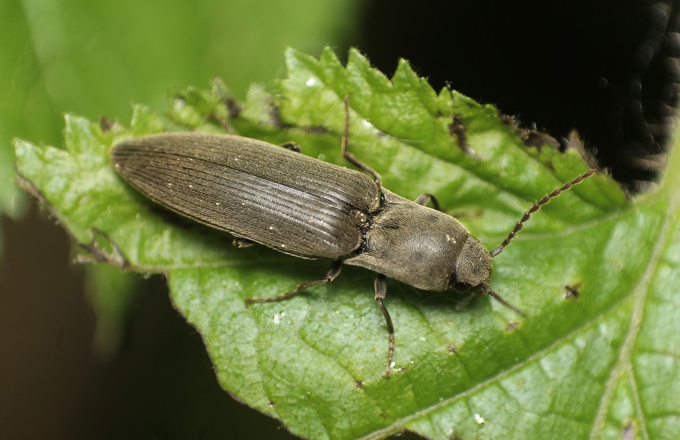 Agriotes pilosellus - erdei pattanó