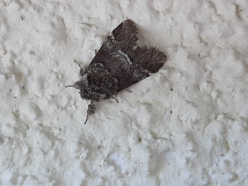 Drymonia dodonea - bélyeges púposszövő