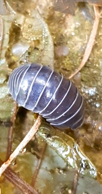 Armadillidium vulgare - szürke gömbászka